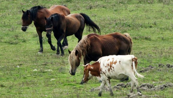 СМЕЊЕН ДИРЕКТОР, УХАПШЕНИ КАСАПИ: После масовног принудног клања коња у скопском зоолошком врту интервенисала македонска полиција