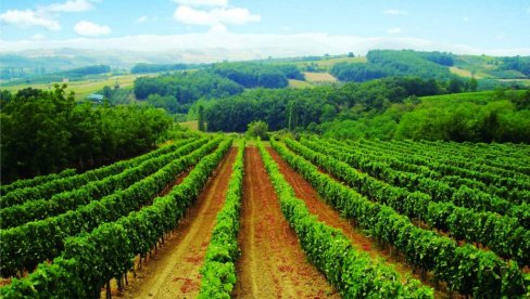 LEVAČKI VINO FEST: Evo kog datuma ćete moći da uživate u Rekovcu uz dobra vina i zabavu