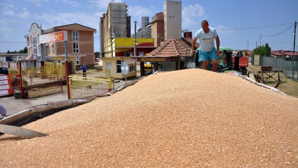 ПРИНОС ДОБАР,АЛИ ЦЕНА НИСКА: Жетва пшенице у Семберији у пуном јеку (ФОТО)