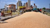 PRINOS DOBAR,ALI CENA NISKA: Žetva pšenice u Semberiji u punom jeku (FOTO)