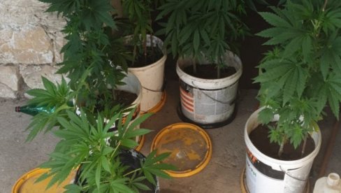ФИЛМСКА АКЦИЈА ПОЛИЦИЈЕ: На тавану откривена лабораторија марихуане - ухапшена четворица осумњичених (ФОТО)