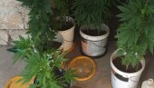 FILMSKA AKCIJA POLICIJE: Na tavanu otkrivena laboratorija marihuane - uhapšena četvorica osumnjičenih (FOTO)