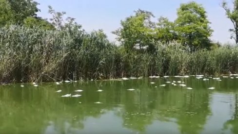 RIBA OSTALA BEZ KISEONIKA ZBOG VRUĆINE: Uginulo 340 kilograma smuđa na reci Krivaji (VIDEO)