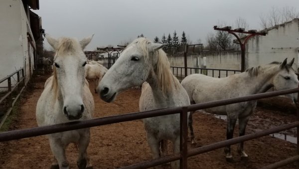 ВРАТИТИ СТАРУ СЛАВУ ЕРГЕЛИ: Прњаворска фарма расних коња на Вучијаку некада била атракција за туристе