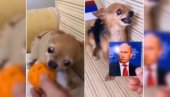 ČIK SE SUPROTSTAVI PUTINU: Agresivna čivava reaguje na sve sem - ruskog predsednika (VIDEO)