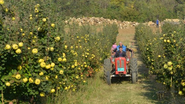 ЗАДРУГАРИ У ЦРВЕНОМ  617 МИЛИОНА ДИНАРА: У последњих пет година скоро за трећину повећан број пољопривредних задруга у Србији