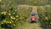 ZADRUGARI U CRVENOM  617 MILIONA DINARA: U poslednjih pet godina skoro za trećinu povećan broj poljoprivrednih zadruga u Srbiji