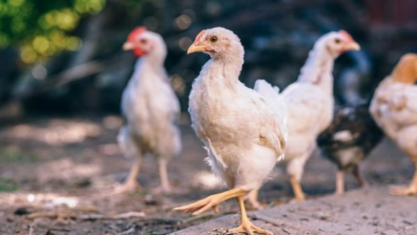 ХОЛАНЂАНИ У СТРАХУ ОД ЕПИДЕМИЈЕ: Откривен заразни сој птичијег грипа, уништавају 200.000 пилића