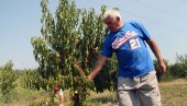 SUŠA OVE SEZONE OBRALA VOĆE! Poljoprivrednici Republike Srpske u problemima zbog visokih temperatuura