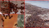 POČELA INVAZIJA BUBAMARA: Insekti prekrili zgrade i plaže, stručnjaci objasnili šta se dešava (VIDEO)