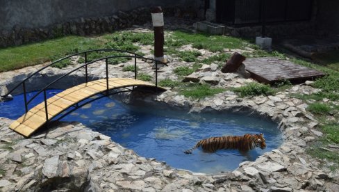 VISOKE TEMPERATURE NE ODGOVARAJU ZVERIMA: Životinje u zoološkom vrtu teško podnose vrućine