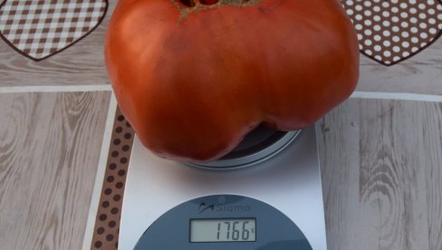 DŽINOVSKO SRCE OBORILO REKORD: Poljoprivrednik Živojin Antić iz Ćuprije, sve uspešniji u uzgajanju paradajza