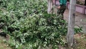 УКЛАЊАЈУ ОБОРЕНА СТАБЛА: У Новом Саду и околини радници „Зеленила“ санирају последице јучерашњег невремена