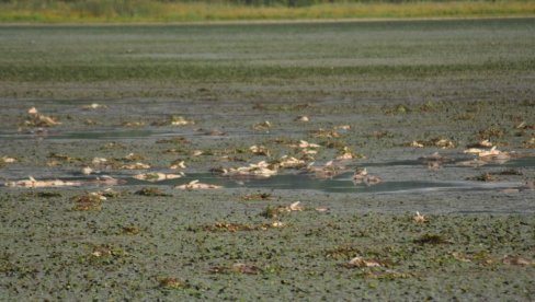 ПОЧЕЛО ЧИШЋЕЊЕ ПРВОГ БАЗЕНА: Акција уклањања угинуле рибе у прњаворском Рибњаку