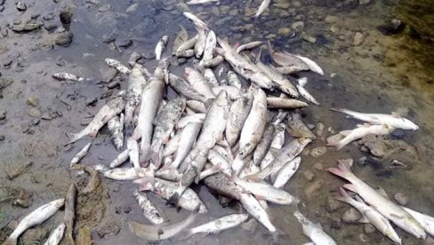 POSLE NEZAPAMĆENOG POMORA RIBE: Krivična prijava protiv vlasnika farme, osumnjičen da je ispuštao otpadne vode u Kolubaru
