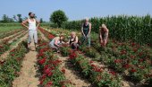 RUŽE ŠKOLOVALE TRI GENERACIJE: Već decenijama porodica Joksić u Ribaru nadomak Jagodine posvećena je kalemljenju kraljice cveća (FOTO)