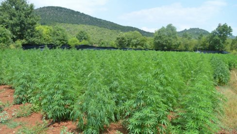 AKCIJA DVOGLED KOD CETINJA: Otkriveno sedam plantaža marihuane, zaplenjeno 3.700 stabiljka! (FOTO)