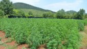 AKCIJA DVOGLED KOD CETINJA: Otkriveno sedam plantaža marihuane, zaplenjeno 3.700 stabiljka! (FOTO)