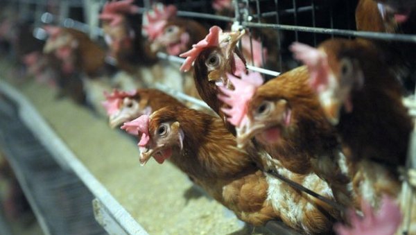 ЖАРИШТЕ ВИРУСА У ШПАНИЈИ: Због птичијег грипа усмрћено 130.000 кокошака