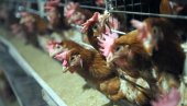 УНИШТЕНО 25.000 КОКОШКИ: Расте страх у Холандији од опасног соја птичјег грипа