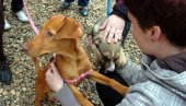 UDOMI ME,  NE KUPUJ: JKP Veterina pokrenula veb-sajt za pomoć napuštenim životinja