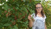 KUPINA ČEKA SIGURAN OTKUP: Poljoprivrednici u Levču, zbog niske cene, iskrčili dobar deo zasada
