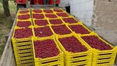 СМРЗНУТЕ МАЛИНЕ НАШ НАЈВЕЋИ АДУТ: Од извоза органске производње држава инкасирала прошле године 57,4 милиона евра