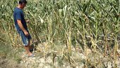 КУКУРУЗ  ВАПИ ЗА КИШОМ: Суша узима данак на семберским пољима