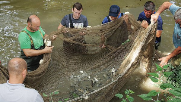 РИБЕ И РИБЉУ МЛАЂ ВРАЋАЈУ У ДУНАВ И САВУ: Велика акција  ЈП „Војводинашуме“ на рекама Дунав, Сава и Студва