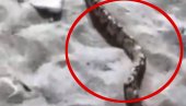 БУРА НА ДРУШТВЕНИМ МРЕЖАМА ЗБОГ ЗМИЈЕ НА ПЛАЖИ: Човек довео кућног љубимца - питона, неки се фотографисали, а други бежали