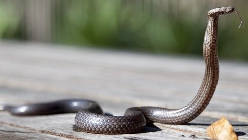 OTROVNICA NA SLOBODI: Afrička kobra pobegla iz vlasnikove kuće - izdato upozorenje stanovnicima teksaškog grada
