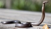 ОТРОВНИЦА НА СЛОБОДИ: Афричка кобра побегла из власникове куће - издато упозорење становницима тексашког града