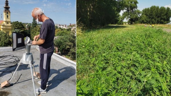 НАША АМБРОЗИЈА ГУШИ И БРИТАНЦЕ: Облак полена једне од највећих и најопаснијих алергених биљака из Војводине стиже до северозапада Европе