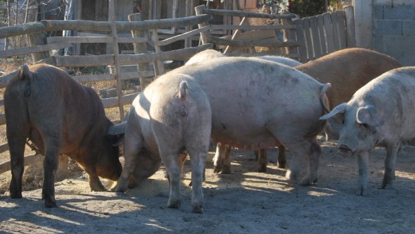 АФРИЧКА КУГА КОД НЕГОТИНА: Заразна болест регистрована код домаћих свиња