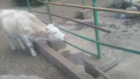 STADA ČEKAJU CISTERNE: Krave na Suvoj planini iznad Gadžinog Hana ostale bez vode