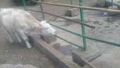 СТАДА ЧЕКАЈУ ЦИСТЕРНЕ: Краве на Сувој планини изнад Гаџиног Хана остале без воде