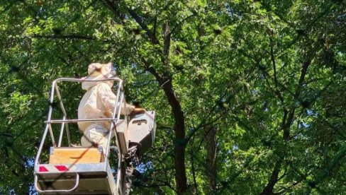 UKLONJENE PČELE NASTAVLJAJU ŽIVOT NA FRUŠKOJ GORI: Akcija „Gradskog zelenila“ u dvorištu vrtića „Čarolija“ u Novom Sadu
