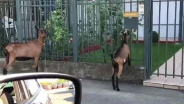 БЕЖАНИЈСКА КОЗА: У Београду снимљен несвакидашњи призор - како се ово догодило? (ФОТО)