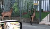 BEŽANIJSKA KOZA: U Beogradu snimljen nesvakidašnji prizor - kako se ovo dogodilo? (FOTO)