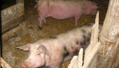 ZARAZA POD KONTROLOM: Afrička kuga svinja u Trnjanu i Šarkamenu kod Negotina