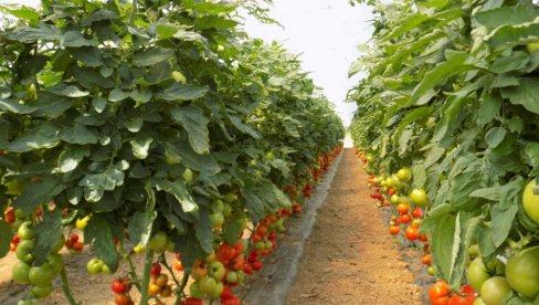 POVRTARI NE OČEKUJU ZNAČAJNE PROMENE: Potražnja za paradajzom dovela do rasta cene ovog povrća