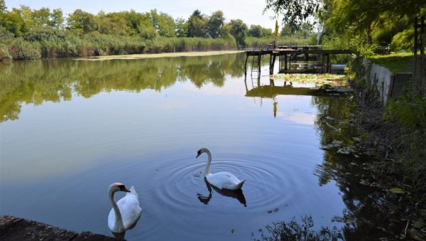 КОРЛАТОШ УБИЈА СУША: Сомбор тражи решење за проблем водостаја језера код Бездана