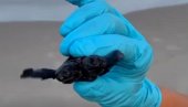 DVOGLAVA KORNJAČA PRONAĐENA U SEVERNOJ KAROLINI: Retku životinju otkrili biološki tehničari dok su vršili iskopavanja (VIDEO)