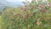 ОРГАНСКА МАЛИНА ЗА ЕВРОПУ: Произвођачи у планинским селима пријепољске општине напокон задовољни откупном ценом