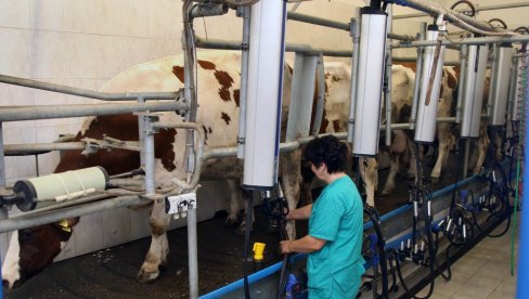 ОД ДРЖАВЕ 10 ДИНАРА ПО ЛИТРУ: Предлог повећања премија за млеко биће на следећој седници Владе Србије