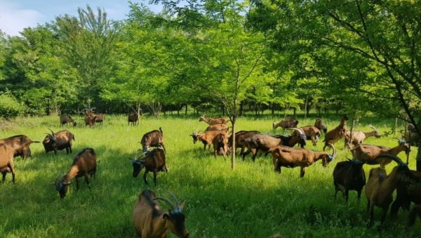 СТРАТЕШКА ИСПАША КОЗА: Чиле има необичан начин за спречава избијања пожара