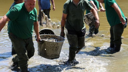 МИЛИОН ЈЕДИНКИ ВРАЋЕНО У ДУНАВ И САВУ: Успешно реализована прва акција спасавања рибе и рибље млађи