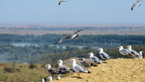 POŽAR NA DEPONIJI RASTERAO GALEBOVE: Jata ptica su se iz okoline Vinče preselila u druge delove prestonice