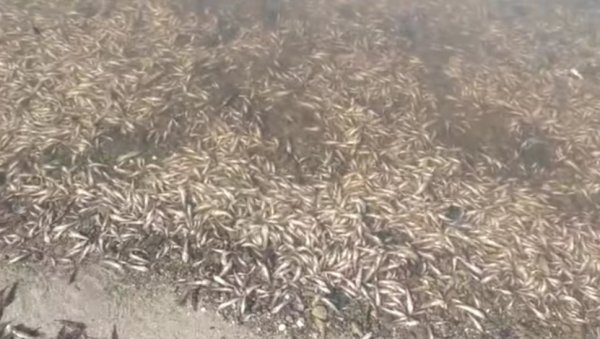 КАТАСТРОФА У ПОЉСКОЈ: У Одри више од 100 тона угинуле рибе