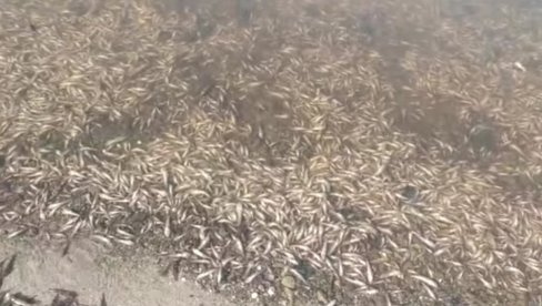 КАТАСТРОФА У ПОЉСКОЈ: У Одри више од 100 тона угинуле рибе